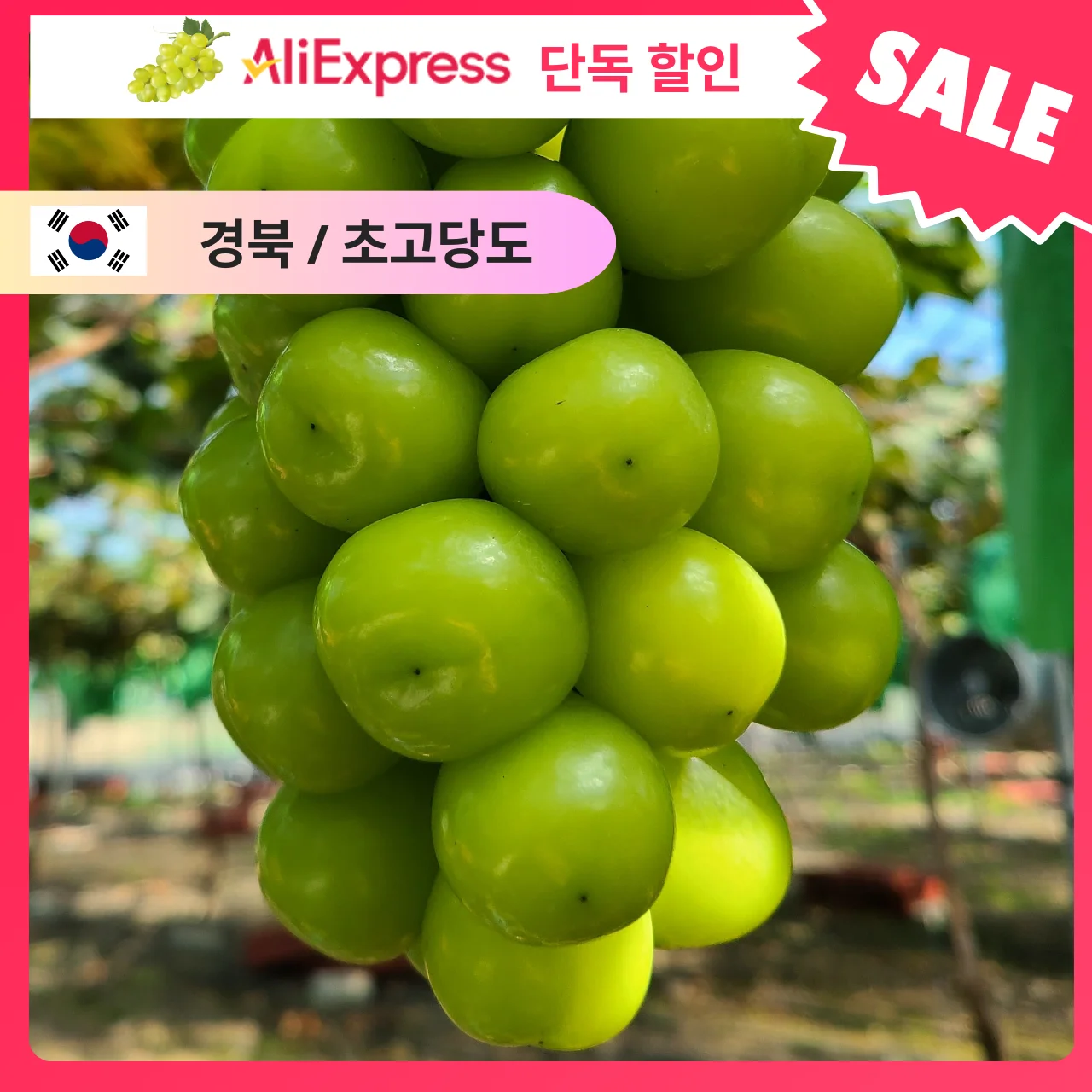 [산지한입] 경북 경산 고당도 사인머스켓 청포도