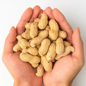 국산 햇땅콩 피땅콩 흙땅콩 생땅콩 2kg