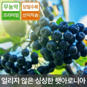 청정 무주 아로니아 베리 생과 5kg 무농약 줄기 꼭지 제거 생아로니아 열매