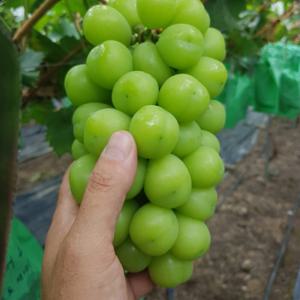 경북 고당도 샤인머스캣 2kg (4-5송이)