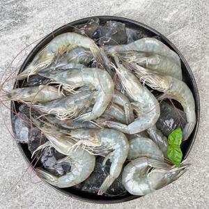 당일 어획 후 발송 국내산 제철 활새우 새우 1kg 35-45미내외