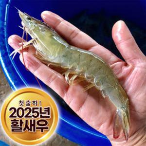 (신선집중) 국내산 제철 흰다리 왕새우 당일조업 생물 활새우 1kg (30-35미)