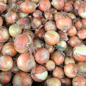 국내산 양파 햇양파 단단한양파  25년 10kg/ 소(짱아찌용) / 중(160g미만) / 대(160~260g) / 특대(260g이상)