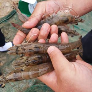 지금 제일 큰 국내산 활 흰다리 새우 500g 1kg / 횟감 구이