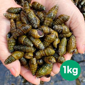 정옥 국산 자연산 섬진강 생다슬기 1kg 자연산 생다슬기