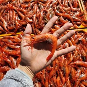직접 경매 급속 냉동 동해안 단새우 1kg 500g