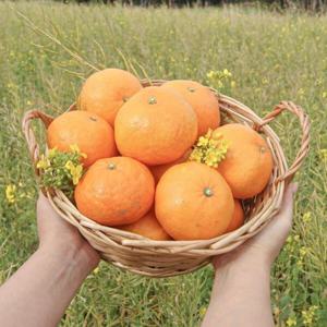 새콤달콤 제주 직송 황금향 중대과 3-5과 1kg 구매시 옵션 꼭 확인