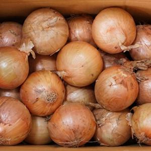 (신선집중) 단단하고 저장성이 좋은 금곡마을 양파 10kg(장아찌용)