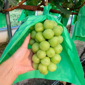 샤인머스켓 청포도 씨없는포도 망고 포도 2kg 4-5수 / (수량한정) 특별할인 진행 중 / 물량소진시 조기 종료