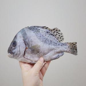국내산 제주 자연산 어름돔 3미 1팩 600g 내외 20cm 내외