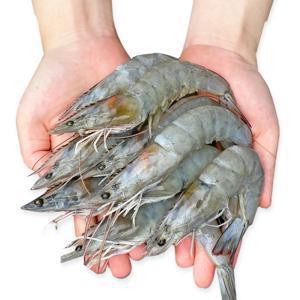 국내산 통통한 신안 흰다리 새우 왕새우 1KG 31-35미내외 2025년 첫 출하