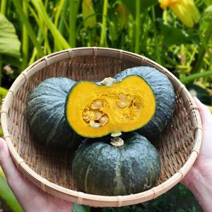 산지직송 제주 미니단호박 밤호박 2.5kg 소과