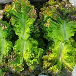 매일매일 싱싱한 상추 꽃상추 2kg 정원농장 산지직송