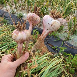 25년 햇마늘 서산마늘 육쪽마늘 홍산마늘 홍삼마늘 반접 한접 농랑부랑 2025년 홍산마늘