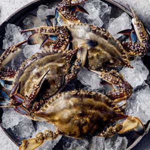 (신선집중) 태안 자연산 통통 활 꽃게 2kg 6-10미/1일 500개 한정 특가찬스