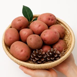 해들애 홍감자 3kg/5kg/10kg (5kg 대 기준) 25 햇감자 붉은감자 카스텔라 속노란 감자