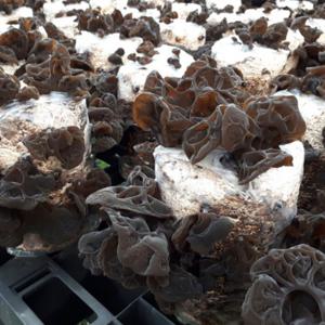 왕궁촌놈농장 신선한 목이버섯 1kg 매일수확