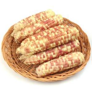 쪄서가는 홍찰옥수수 20개+2개더 왕특대(16~18cm)