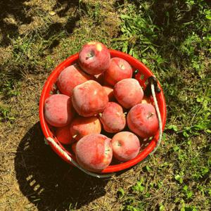 경상북도 햇 홍로사과 2kg 소과 가정용 (13-18과)