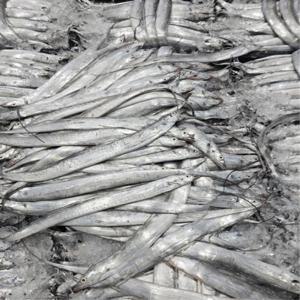 당일조업 국내산 목포 생물 먹갈치 2kg 당일조업 국내산 목포 생물 먹갈치 2kg