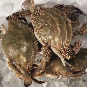 (신선집중) 국내산 제철 꽃게 활 숫꽃게 2kg(6~10미내외)/2건 이상 구매 시 건당 1000원할인(8/27~8/28)