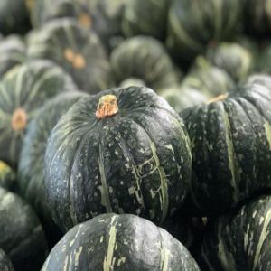 [산지직송] 제주 햇밤단호박 2.5kg(개별 200-700g/6-12과)