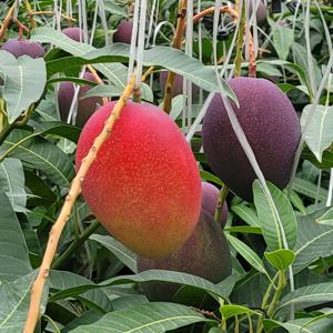 [제주안에] 제주 애플망고 특품 3kg (7-8과)