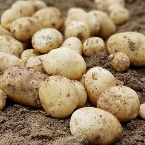 [산지직송] 햇 개진감자(특) 3kg