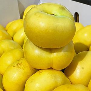 옐로골드 납작복숭아(황도) 1kg (6~9과)