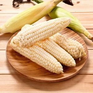 [자연품애]괴산 대학 찰옥수수 30개입(17cm내외)