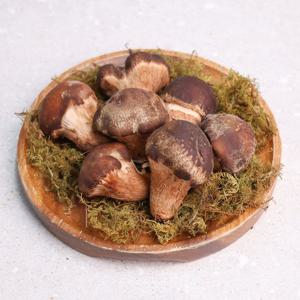 오늘신선 산지직송 무농약 참송이버섯 가정용 1kg