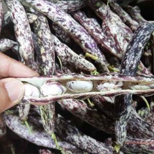 고소 달달 국내산 냉동 깐 호랑이강낭콩 1kg 얼룩이콩 호랑이 강낭콩