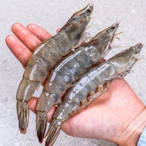 전남 신안 활 흰다리새우 1kg (27미~30미 특품) 국산 제철새우