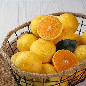 조은돌담 서귀포 황금향 2.5kg (100-300g 랜덤과)