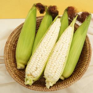 [자연품애 옥수수] 미백찰옥수수 10개입 특품(15cm내외)