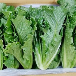 [산정마을] 국내산 통로메인 로메인 상추 2kg내외