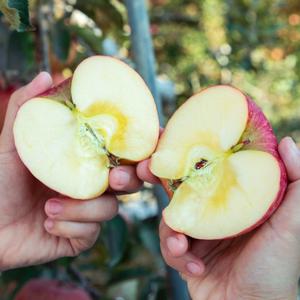 [오늘아침사과] 25년 햇 오늘아침 꿀맛사과 3kg 15과