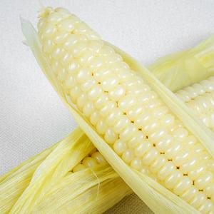 [농부마음] 괴산 대학 찰옥수수 30개입 특품