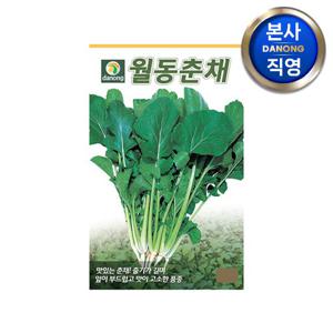 월동 춘채 씨앗 20g . 겨울초 삼동초 하루나 야채 채소 씨 종자 텃밭.