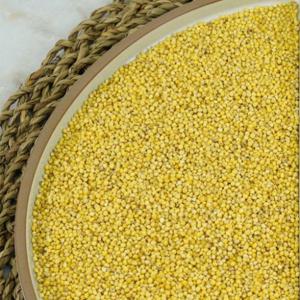 찰기장500g 25년산 국산노란조 [단의잡곡]