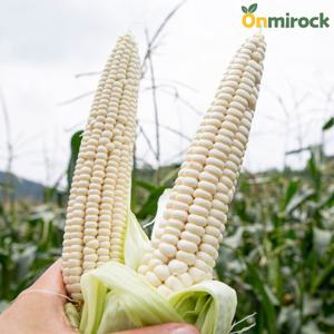온미락 괴산 대학 찐 삶은 냉동 찰옥수수 16~20cm 최상급 3입 5팩