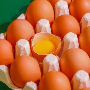 [온누리20%][무항생제][HACCP]난각번호 2번 동물복지 유정란 20구 40구 달걀 계란