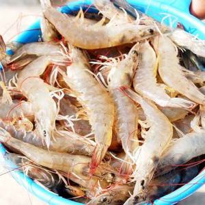 [신안 산지직송] 2025 흰다리 생물 활새우 1kg(30-38미)