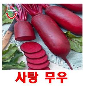 희귀씨앗   비트 사탕무우 씨앗  20 립