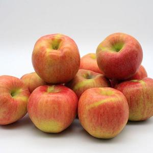 경북 안동 햇 홍로 사과 (가정용) 2kg(7~16과), 3kg(10~21과), 5kg(12~31과)