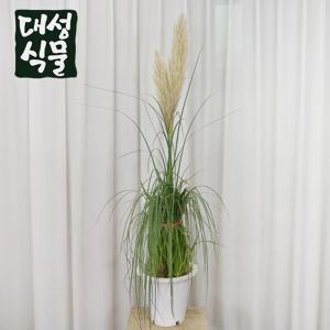 팜파스 그라스 갈대 억새 모종 조경 키우기