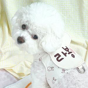왕곰딱찌 강아지 자수 하네스 가벼운 벨크로 찍찍이 조끼형 후드 하네스옷 가슴줄