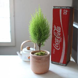 율마(Cypress Breeze) 식물 피톤치드 가득담은 토분 화분
