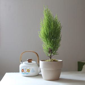 율마 도토리 토분(Acorn Pot Goldcrest) 공기정화식물