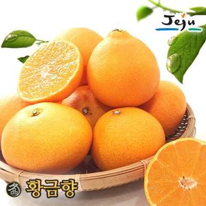 제주 황금향 19~23과(특대) 5kg